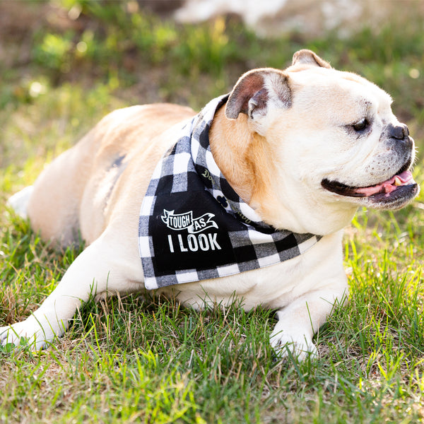 Tough As I Look Plaid Dog Bandana